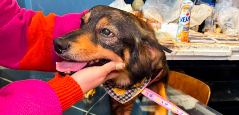 Santos recebe oficina inédita com cães resgatados como modelos