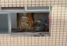 Cães são resgatados de maus-tratos em apartamento de Santos