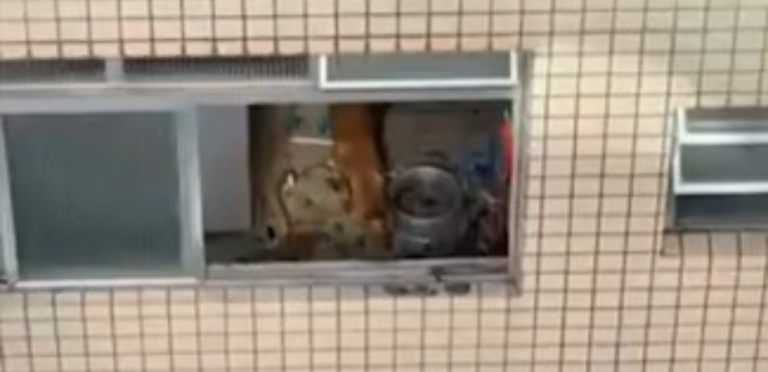 Cães são resgatados de maus-tratos em apartamento de Santos