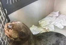 Lobo-marinho juvenil é resgatado no Canal de São Sebastião e será reabilitado em Ubatuba