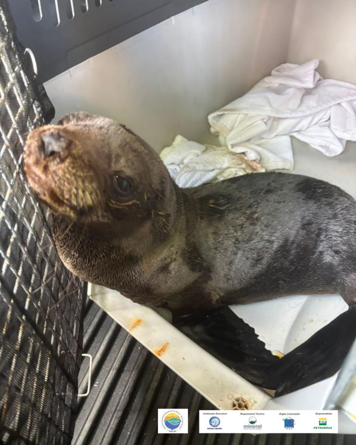 Lobo-marinho juvenil é resgatado no Canal de São Sebastião e será reabilitado em Ubatuba Lobo-marinho juvenil é resgatado no Canal de São Sebastião e será reabilitado em Ubatuba