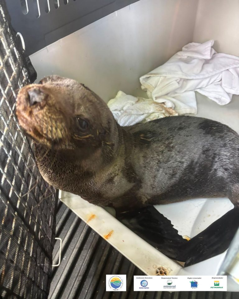Lobo-marinho juvenil é resgatado no Canal de São Sebastião e será reabilitado em Ubatuba