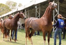 Visitantes da EXPO terão passeios gratuitos em cavalos Mangalarga