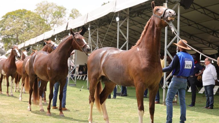 Visitantes da EXPO terão passeios gratuitos em cavalos Mangalarga