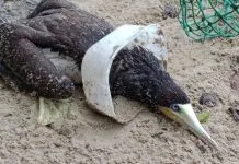 Animal é resgatado preso em pote plástico na Praia do Engenho, em Ubatuba