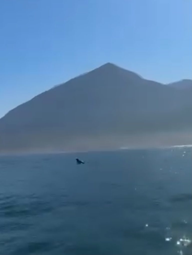 VÍDEO: Turista do Rio registra salto de tubarão durante passeio para observar baleias em Ilhabela