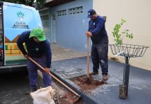 Programa da prefeitura já plantou cerca de 1.5 mil árvores em 2026