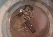 Cachorro é resgatado de manilha a 3 metros de profundidade após suspeita de maus-tratos