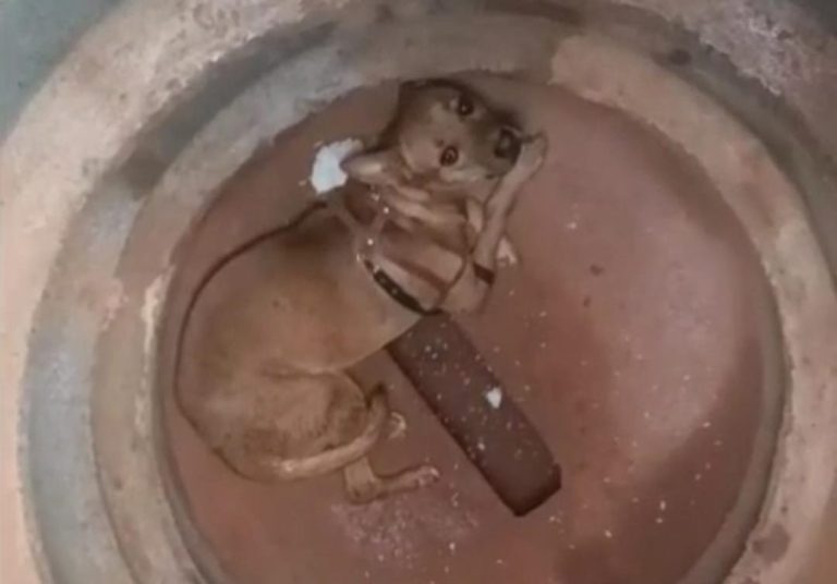 Cachorro é resgatado de manilha a 3 metros de profundidade após suspeita de maus-tratos