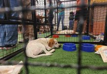 Praça Nova Araçatuba recebe evento de adoção pet neste domingo