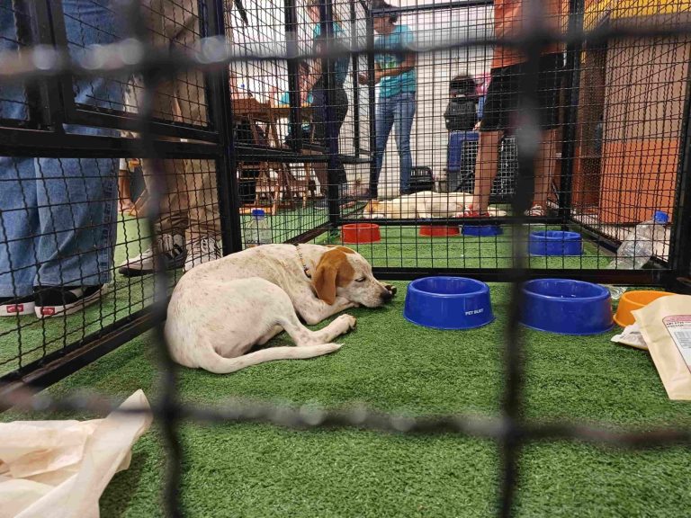 Praça Nova Araçatuba recebe evento de adoção pet neste domingo