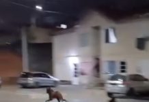 VÍDEO: Lobo-guará é flagrado correndo dentro de condomínio em Taubaté