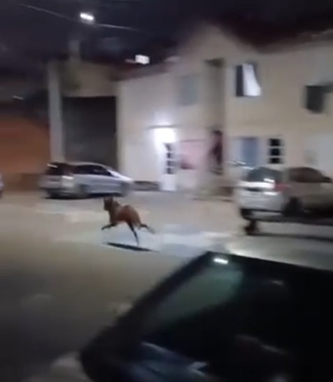 VÍDEO: Lobo-guará é flagrado correndo dentro de condomínio em Taubaté VÍDEO: Lobo-guará é flagrado correndo dentro de condomínio em Taubaté
