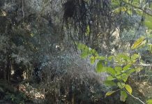 Mortes de trutas no Rio Sapucaí-Guaçu é investigada em Campos do Jordão