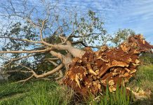 Temporal histórico mobiliza operação de reconstrução da rede elétrica na região de Ribeirão Preto