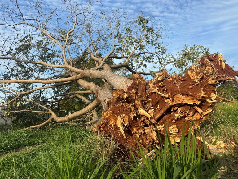 Temporal histórico mobiliza operação de reconstrução da rede elétrica na região de Ribeirão Preto