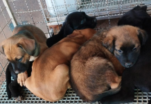 Prefeitura resgata 13 animais em situação de risco após temporal