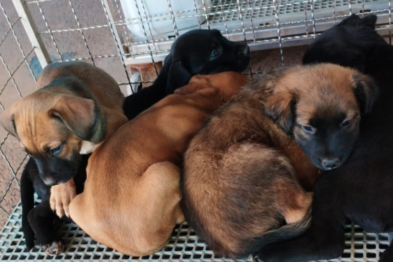 Prefeitura resgata 13 animais em situação de risco após temporal
