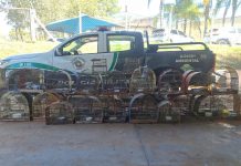 Polícia Ambiental descobre cativeiro ao ouvir canto de pássaros e apreende 41 aves