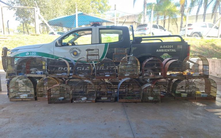 Polícia Ambiental descobre cativeiro ao ouvir canto de pássaros e apreende 41 aves
