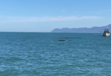 Baleia-jubarte encanta mergulhadores ao ser avistada em praia de Peruíbe; VÍDEO