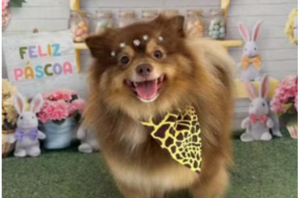 cadela amora morre