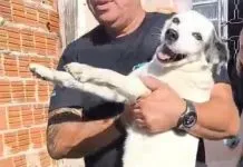 Homem é preso por suspeita de zoofilia e maus-tratos a cadela em Araçatuba