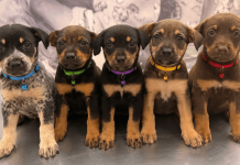 Bem-Estar Animal promove agenda de julho com serviços gratuitos