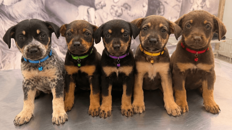 Bem-Estar Animal promove agenda de julho com serviços gratuitos