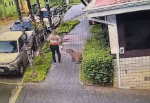 Cachorro entra em moita e é mordido por capivara no Jardim Paraíso em Campinas