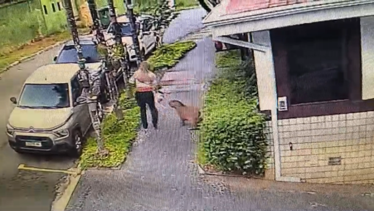 Cachorro entra em moita e é mordido por capivara no Jardim Paraíso em Campinas