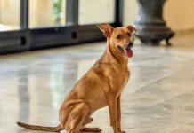 Saiba como denunciar crimes de violência contra animais