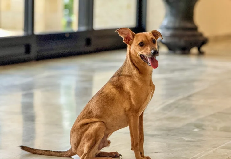 Saiba como denunciar crimes de violência contra animais
