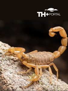 WEBSTORY PORTAL THMAIS (2)
