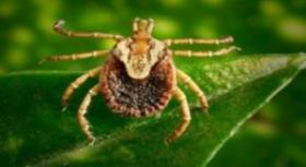 febre maculosa- thmais