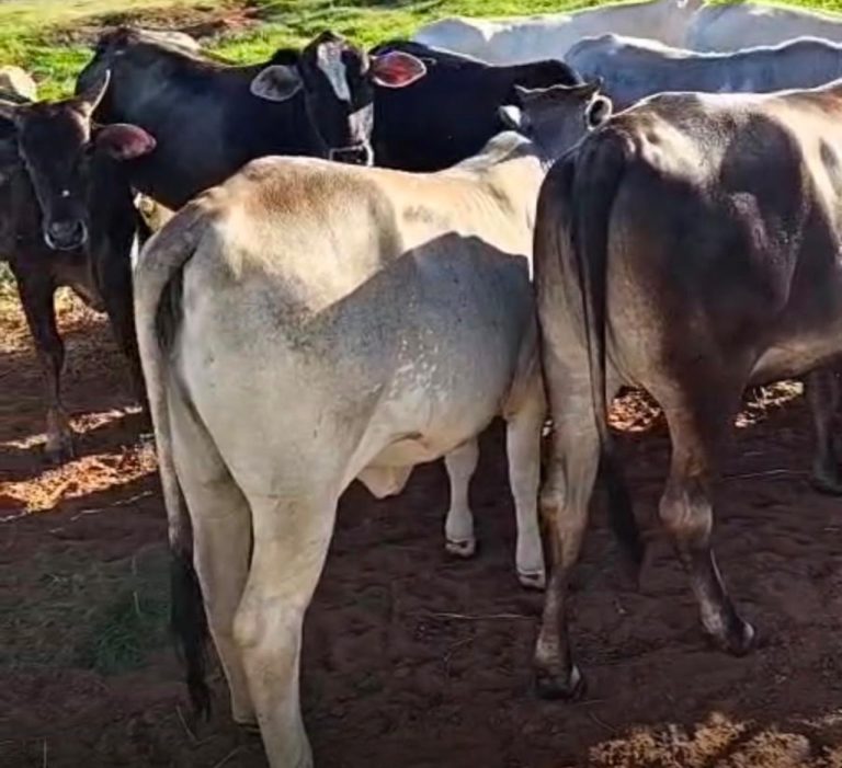 PM prende suspeito de furtar 16 cabeças de gado e apreende espingarda