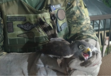 Gavião-carijó é resgatado após ser encontrado em imóvel no bairro Jóquei Clube, em São Vicente