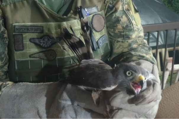 gaviao carijo