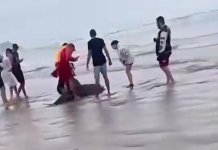 Golfinho debilitado é resgatado em faixa de areia na Praia Grande
