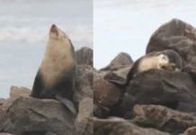 Lobo-marinho é flagrando descansando por 11 horas em praia de Mongaguá durante viagem migratória
