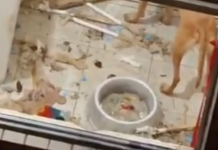 Cães em situação de maus-tratos são resgatados de apartamento em Santos; VÍDEO