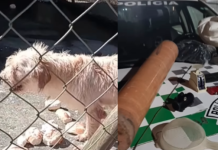 Homem é preso por manter nove animais em situações de maus tratos dentro de sítio em Santos; pão mofado era dado aos cães
