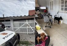 Mulher de 26 anos é presa em flagrante por maus-tratos a cães em Guarujá