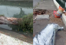 Uma pessoa morreu após ser atingida pela queda de uma árvore em Santos; VÍDEO