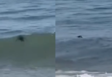 Pinguim-de-magalhães é visto nadando ao lado de banhistas em Praia Grande; VÍDEO