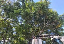 Como solicitar a poda de árvores em João Pessoa? veja passo a passo