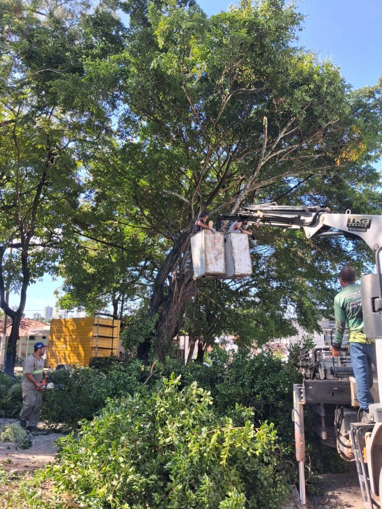 Como solicitar a poda de árvores em João Pessoa? veja passo a passo