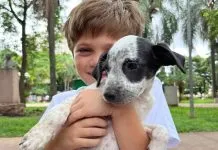 Prudente celebra “Dia do Vira-Lata” com 1.237 animais adotados