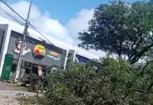 Árvore cai durante ventania e deixa trânsito congestionado na avenida Epitácio Pessoa, na capital