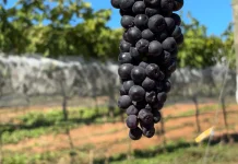 Rota Caipira: Campinas aposta em vinícola para fortalecer o turismo rural e valorizar a plantação local